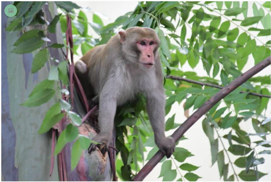 Recursos Naturales pide cooperación para capturar al mono de Santurce: “Parece que la gente no quieren que se coja”